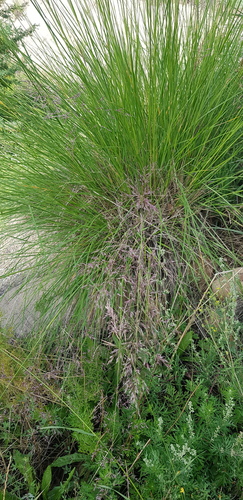 Neotrinia splendens, photograph 1