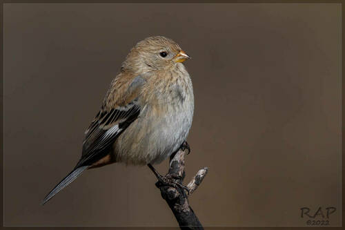 Band-tailed Seedeater