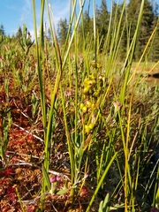 Scheuchzeria palustris