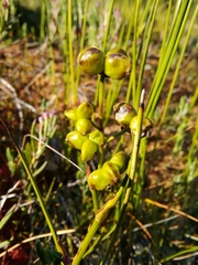 Scheuchzeria palustris