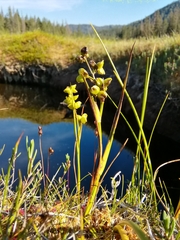 Scheuchzeria palustris