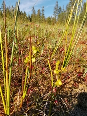 Scheuchzeria palustris