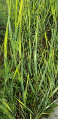 Leymus chinensis