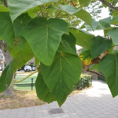 Paulownia tomentosa