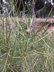 Aceria carmichaeliae