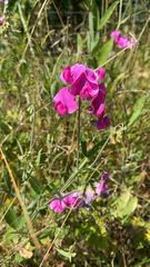 Lathyrus latifolius