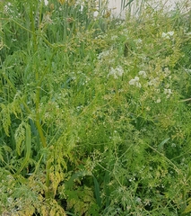 Sphallerocarpus gracilis