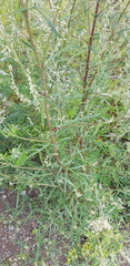 Artemisia mongolica
