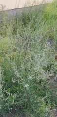 Artemisia mongolica