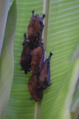 Myotis bocagii