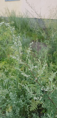 Artemisia mongolica
