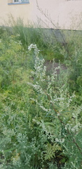 Artemisia mongolica