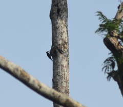 Chloropicus xantholophus