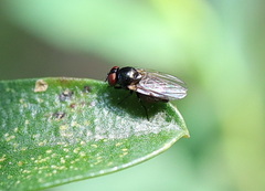 Silba