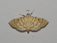Notarcha tigrina