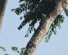 Chloropicus xantholophus