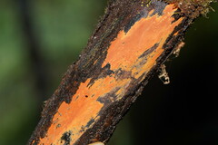 Hypoxylon crocopeplum