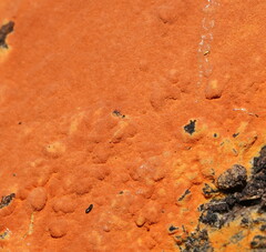 Hypoxylon crocopeplum