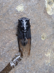 Cryptotympana holsti