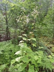 Parasenecio hastatus