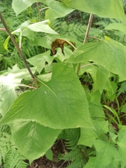 Parasenecio hastatus