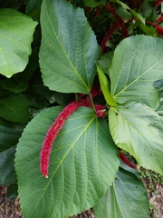 Acalypha hispida