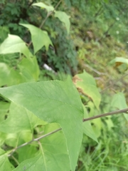 Parasenecio hastatus