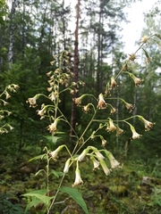 Parasenecio hastatus