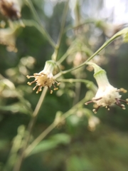 Parasenecio hastatus