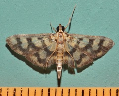 Glycythyma