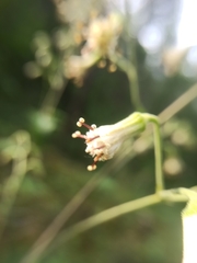 Parasenecio hastatus