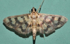 Glycythyma