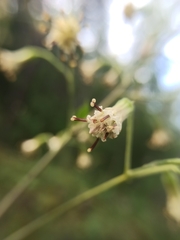 Parasenecio hastatus