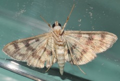 Glycythyma