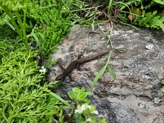 Ablepharus himalayanus