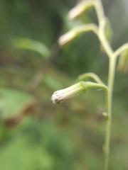 Parasenecio hastatus