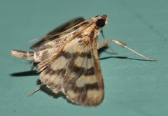 Glycythyma