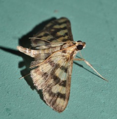 Glycythyma