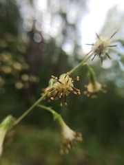 Parasenecio hastatus