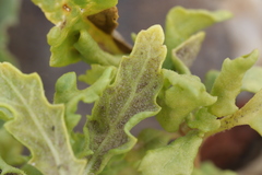 Peronospora chenopodii-polyspermi