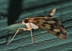 Glycythyma