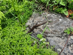 Ablepharus himalayanus