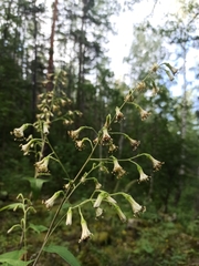 Parasenecio hastatus