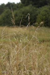 Poaceae