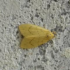 Miltochrista undulata