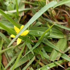 Hypoxis aurea