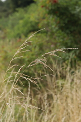 Poaceae