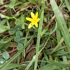 Hypoxis aurea