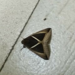 Chalciope mygdon