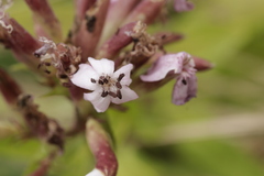 Microbotryum saponariae